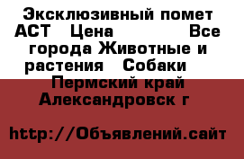 Эксклюзивный помет АСТ › Цена ­ 30 000 - Все города Животные и растения » Собаки   . Пермский край,Александровск г.